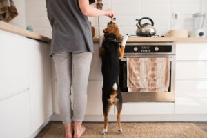 How Can You Style a Pet-Friendly Kitchen?