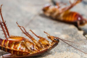The Top 11 Cockroach Control Tips for Getting Rid of Roaches