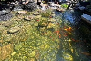 What You Need to Know About Pond Filtration