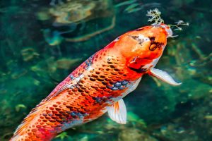 The Fascinating History of Japanese Koi Fish