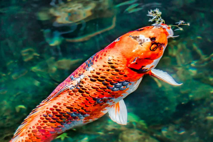 The Fascinating History of Japanese Koi Fish